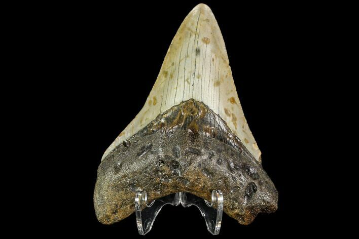 Fossil Megalodon Tooth - North Carolina #109894
